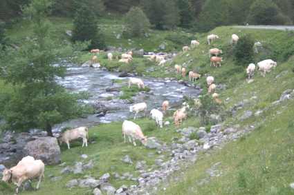 VACAS SOQUES