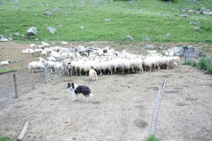 PERRO CON OVEJAS SOQUES