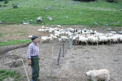 PASTOR OVEJAS