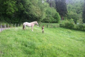 chevaux Laruns