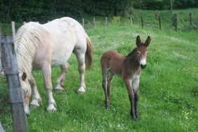 poulain et jument Laruns