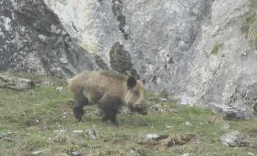 Jabali Tourmoun