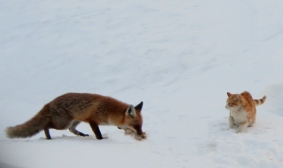 Zorrito con rubito